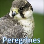 Peregrines